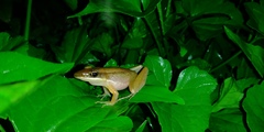 Indosylvirana nicobariensis