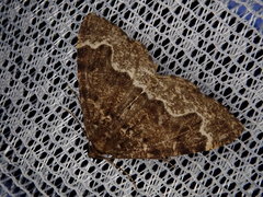 Scionomia parasinuosa