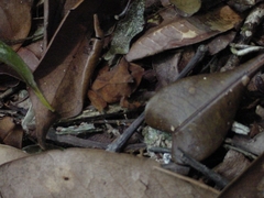 Proceratophrys laticeps