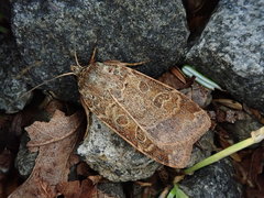 Sineugraphe bipartita