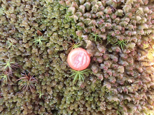 Image of Marsupella sphacelata by (c) Roger Rittmaster, some rights reserved (CC BY)