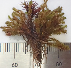 Marsupella sphacelata