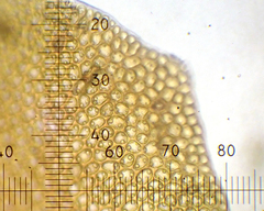 Marsupella sphacelata