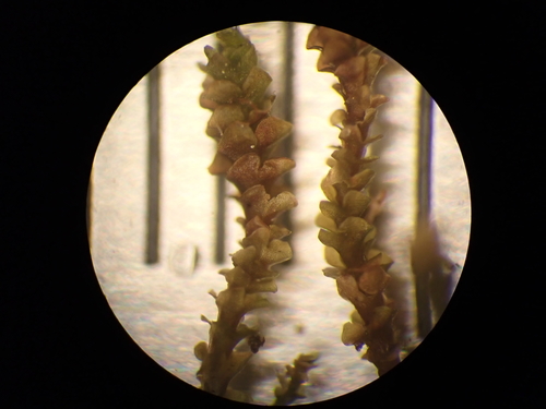 Image of Marsupella sphacelata by (c) Roger Rittmaster, some rights reserved (CC BY)
