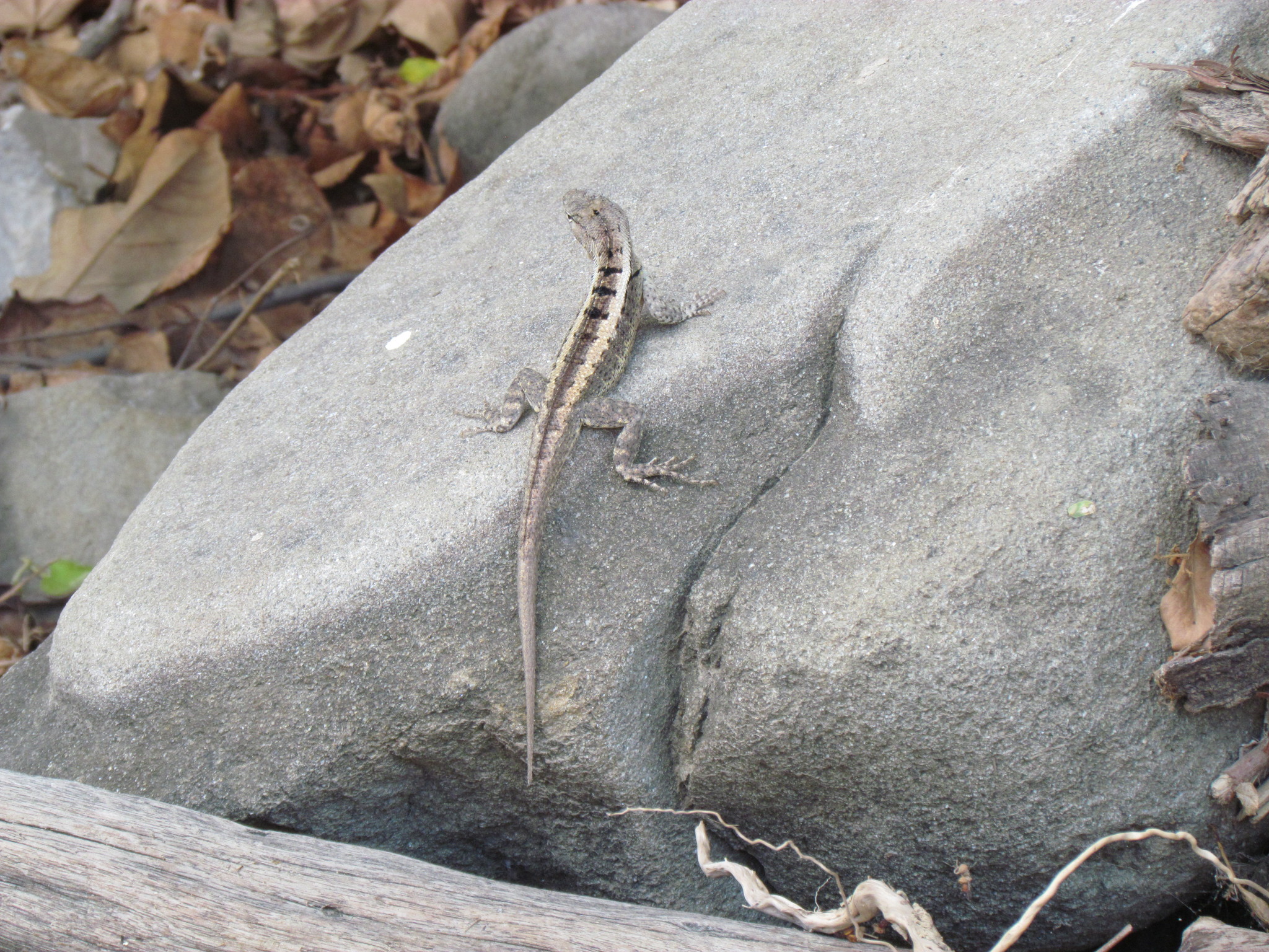 Microlophus occipitalis image