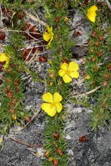 Hibbertia prostrata