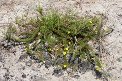 Hibbertia prostrata