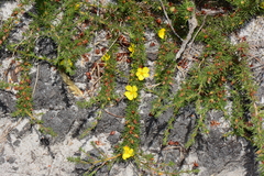 Hibbertia prostrata