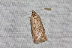 Cryptoptila immersana