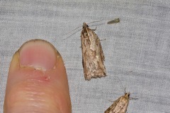 Cryptoptila immersana