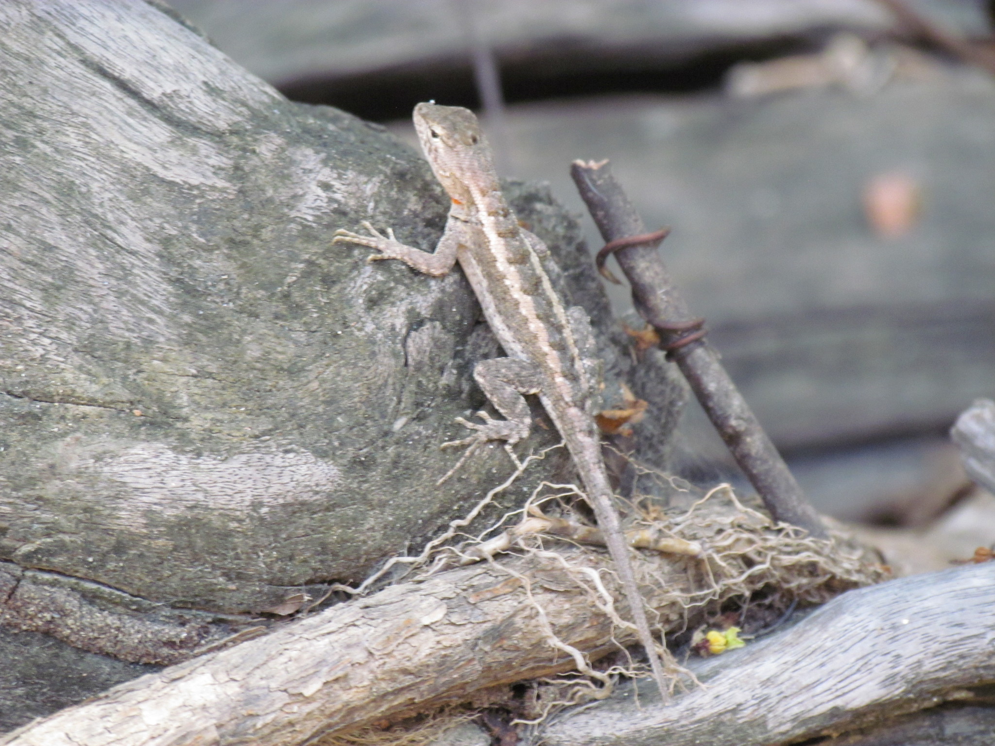 Microlophus occipitalis image