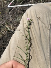 Convolvulus erubescens