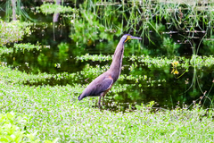 Tigrisoma mexicanum