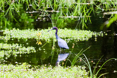 Egretta caerulea