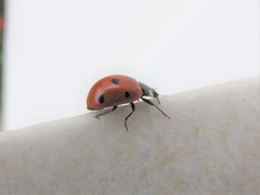 Coccinella septempunctata