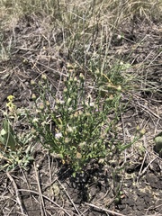 Vittadinia cuneata