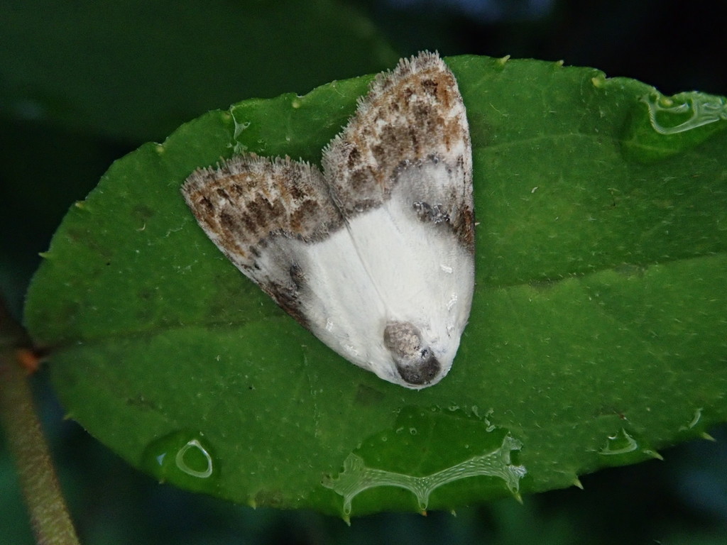 Nolathripa lactaria