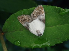 Nolathripa lactaria