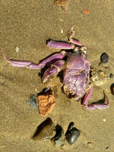 Paradorippe granulata