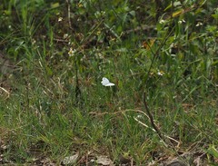 Leptosia nina niobe