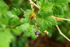 Ribes acerifolium