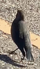 Euphagus cyanocephalus