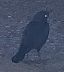 Euphagus cyanocephalus