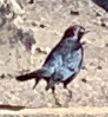 Euphagus cyanocephalus