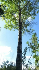 Pterygota brasiliensis