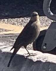 Euphagus cyanocephalus