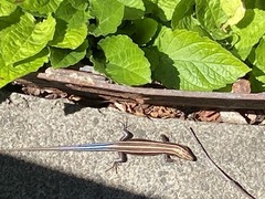 Plestiodon fasciatus