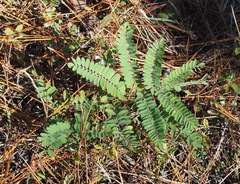 Amorpha herbacea herbacea