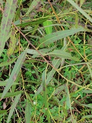 Salix caroliniana image