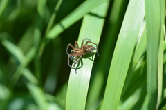 Dolomedes striatus