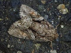 Lacanobia contrastata