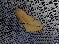 Spilarctia seriatopunctata