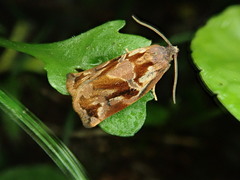 Archips oporana