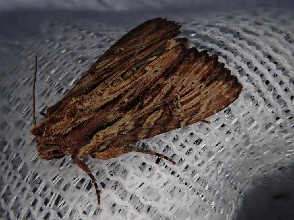 Apamea striata