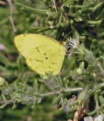 Pyrisitia nise floscula