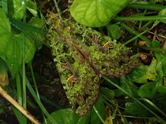 Anaplectoides virens