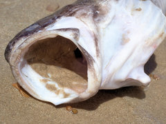 Genypterus tigerinus