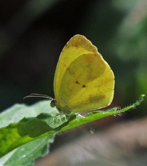 Pyrisitia nise floscula