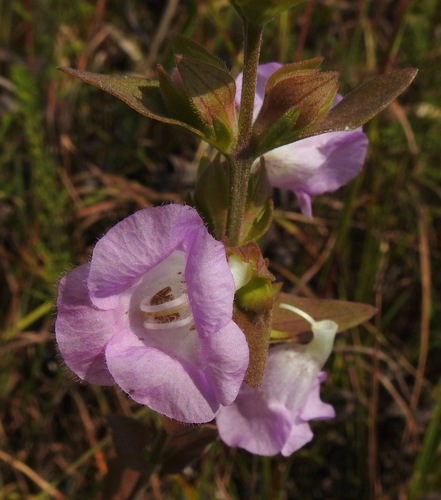 Image of Agalinis auriculata by (c) Laura Gaudette, some rights reserved (CC BY)