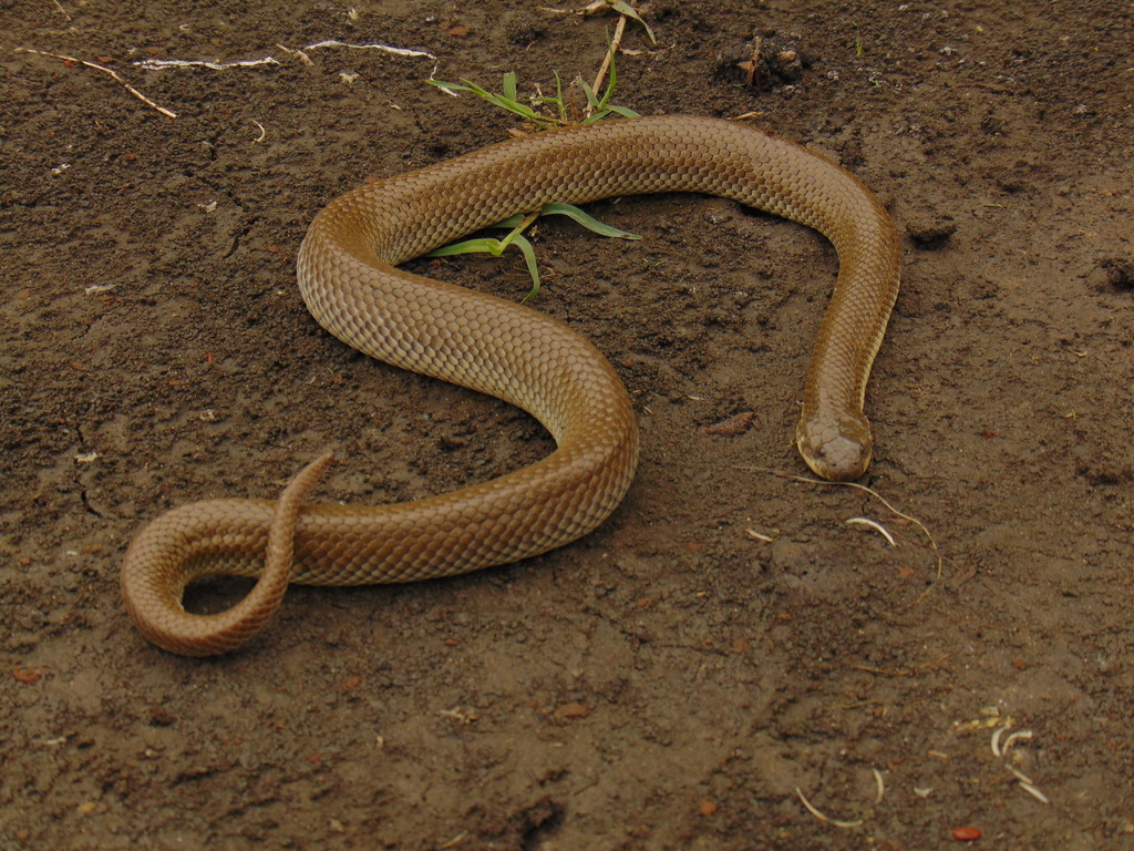 Crab-Eating Snake