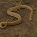 Serpiente Acuática de Manglar - Photo (c) Alfonsus Toribio Eko Saputro, algunos derechos reservados (CC BY-NC), subido por Alfonsus Toribio Eko Saputro
