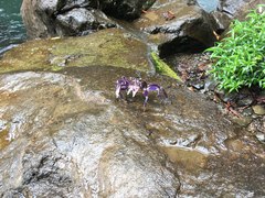 Sesarmops atrorubens