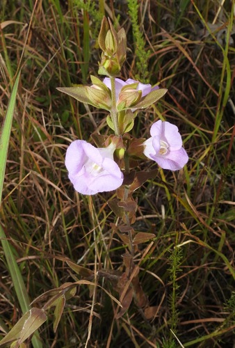 Image of Earleaf False Foxglove (Agalinis auriculata) by (c) Laura Gaudette, some rights reserved (CC BY)