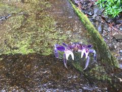 Sesarmops atrorubens