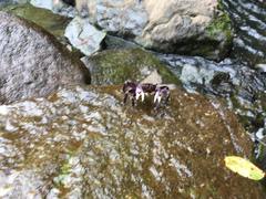 Sesarmops atrorubens