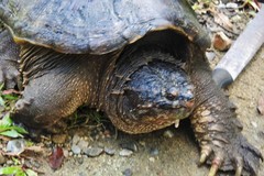 Chelydra rossignonii